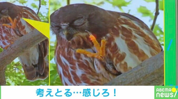 考え中なの？寝てるの？目を閉じ片足上げたフクロウの佇まいに「迂闊に声かけれない神様感」「なんでも知ってて助言くれそう」と反響 1枚目