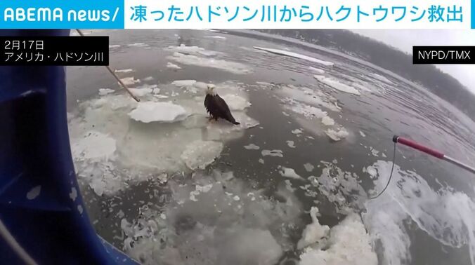 氷上で動けないハクトウワシ