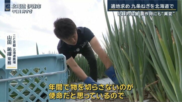 ネギ