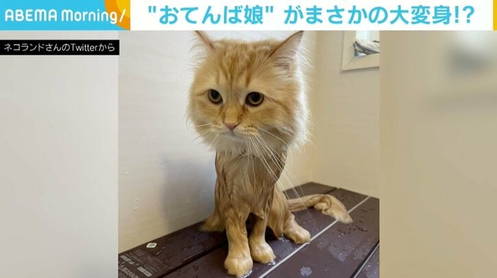モフモフな猫が“スリム”に、何か言いたげな表情に「無表情だけど伝わってくる」の声