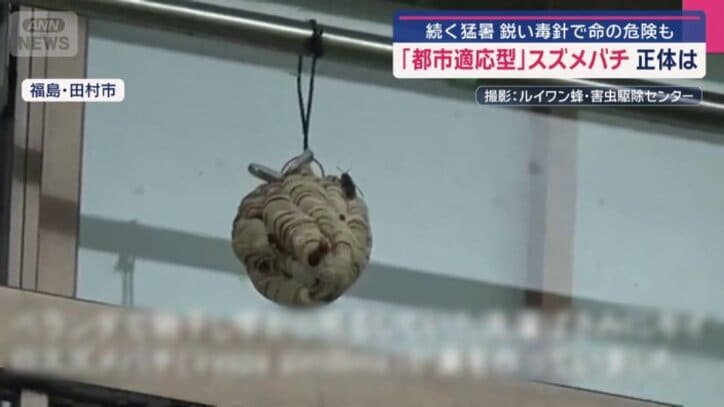洗濯ばさみに丸い巣