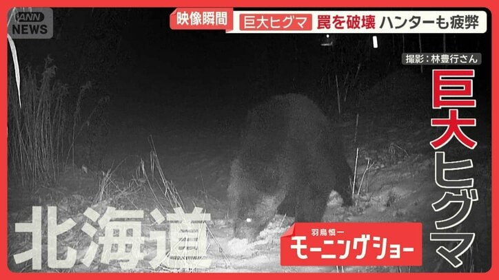 脅威のパワー…巨大ヒグマの異様行動　300kg超わな破壊　度重なる出動でハンター疲弊