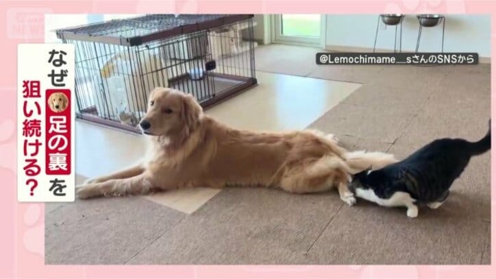 なぜ「足の裏」が好きなの？