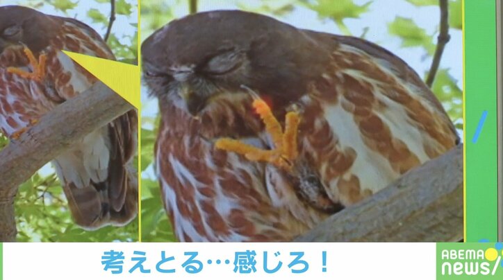 考え中なの？寝てるの？目を閉じ片足上げたフクロウの佇まいに「迂闊に声かけれない神様感」「なんでも知ってて助言くれそう」と反響