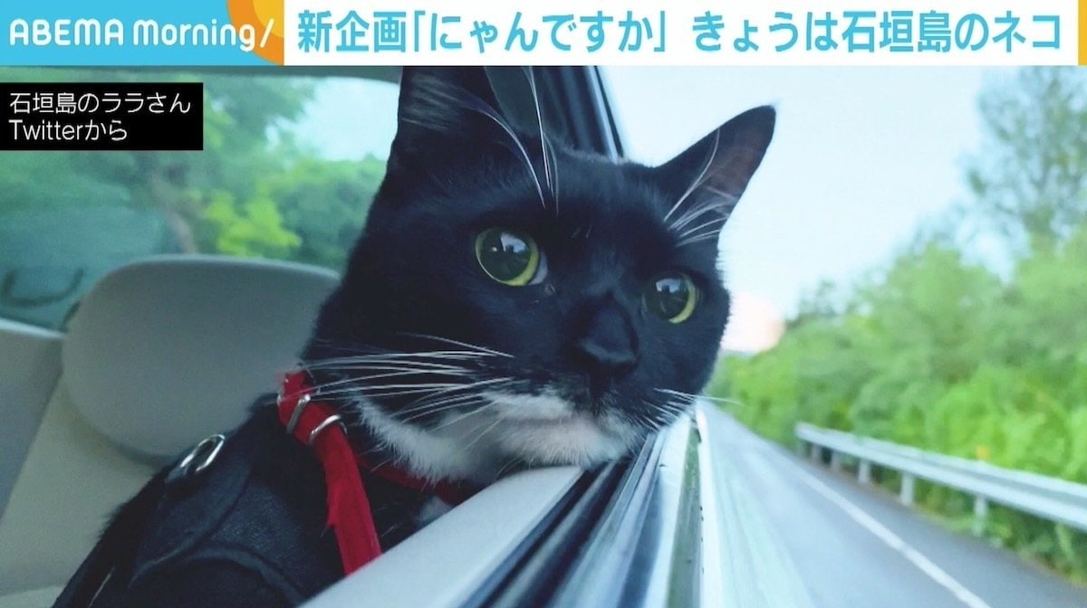 車で風を感じながら…“ドライブの楽しさをわかってる”猫のララちゃんに反響 | 国内 | ABEMA TIMES | アベマタイムズ