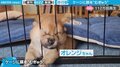 ケージに顔を“むぎゅ”とする柴犬の赤ちゃん 飼い主の制止をよそに全力“むぎゅ”で「全部が尊い」の声