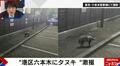 六本木に野生のタヌキ 深夜の駐車場に出没…カメラが捉えた瞬間