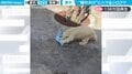 ホッキョクグマが“雑巾がけ”をする!? 洗濯カゴで奇妙な遊びをする様子に「うちにもきてー」の声