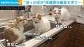 ぽっかぽかで最高…床暖房の気持ちよさに“溶けてしまう”猫の親子に「いい夢見てそう」と反響