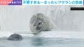 無防備なアザラシにまさかの悲劇!?→水族館での衝撃ハプニングが600万表示超え「理不尽w」「これはヒドい」