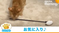 【映像】猫の豪快な“セルフ猫じゃらし”