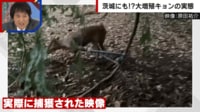 【映像】ハンターが心をえぐられる“キョンの鳴き声”