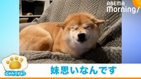 【映像】“破壊神の妹”の代わりに出頭する仏のようなお兄ちゃん柴犬