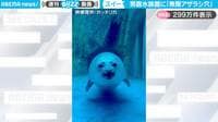 水族館の穴から“スイーっ”と次々現れるアザラシに「無限に見ていられる」と反響