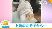 【映像】上着から生える猫 顔だけ出した“笑撃的な姿”に飼い主「鼻水吹いた」