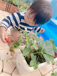 辻希美『苺の収穫♡』