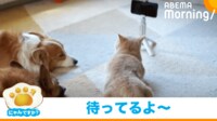【映像】犬と猫がスマホの前で待機する“まさかの理由”
