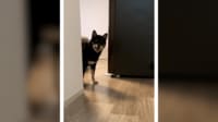 ちょいちょい顔を出しにくる柴犬