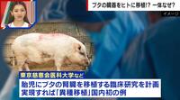 【映像】“ブタからヒトへ”臓器移植 覇権争い最前線