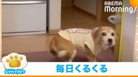 【映像】ごはん準備中に高速回転する犬