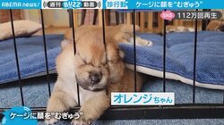 ケージに顔を“むぎゅ”とする柴犬の赤ちゃん 飼い主の制止をよそに全力“むぎゅ”で「全部が尊い」の声