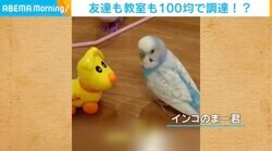 「犬も歩けば…」ことわざで“友達”にアドバイス？インコのトーク術が話題