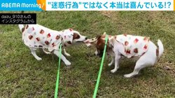 迷惑行為と思いきや？ 兄犬の雨合羽をブンブン引っ張る弟犬の行動に飼い主ほっこり