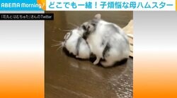 娘を運ぼうとするも足が滑るっ！ 頑張るお母さんハムスターの姿に癒される人続出 「幸せをありがとう」