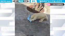 ホッキョクグマが“雑巾がけ”をする!? 洗濯カゴで奇妙な遊びをする様子に「うちにもきてー」の声