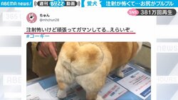 コーギーのハートのお尻が“プルプル” 注射が怖くて怯える姿に「愛くるしい」と反響