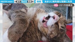 無防備な猫の寝顔に飼い主の腹筋が崩壊 「ノーガードすぎる猫」「めっちゃリラックス」