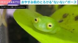 カエルも“おててないない”する？→手足を隠して“液体化”する激レア姿に「グミみたい」「可愛すぎて食べられそう」など反響