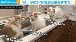 ぽっかぽかで最高…床暖房の気持ちよさに“溶けてしまう”猫の親子に「いい夢見てそう」と反響