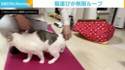 筋トレをしたい飼い主 vs 何度どかしても戻ってくる猫 攻防戦が「エンドレスかまえ」と反響