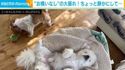 「静かにしてあげなさい」 ぐっすり眠るペキニーズのそばでおもちゃを“豪快にぶん回す”シーズーの姿が話題