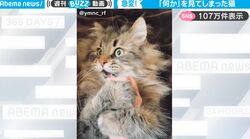 煮干しを夢中で食べていたら…突然表情が急変！完全に“何かを見てしまった”猫がかわいすぎて話題に「何見ちゃったんだw」