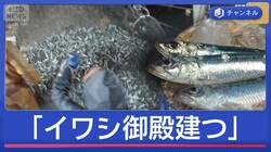 漁師も驚く豊漁ラッシュ「イワシ御殿建つ」　佐渡のマグロも“大漁前倒し”