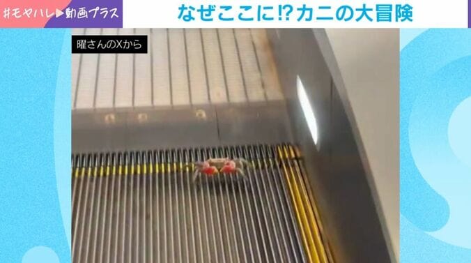 エスカレーターに“謎のカニ”