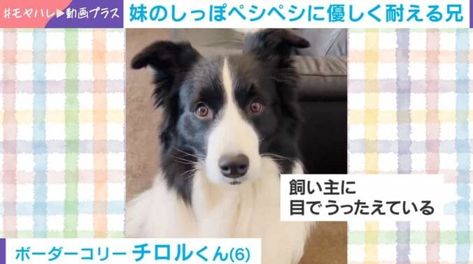 ボーダーコリーのチロルくん