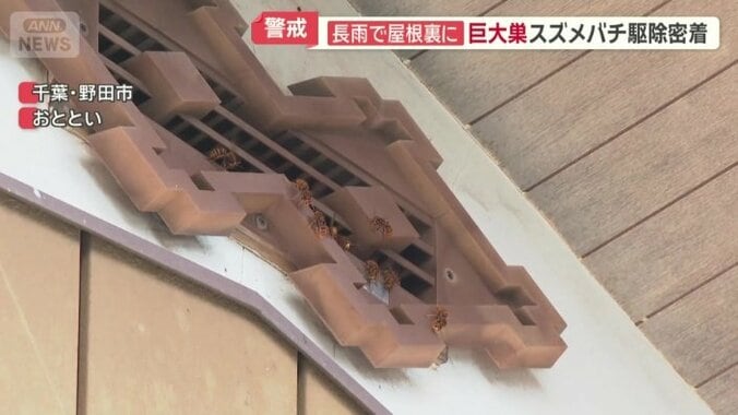 屋根の隙間を出入りするハチ