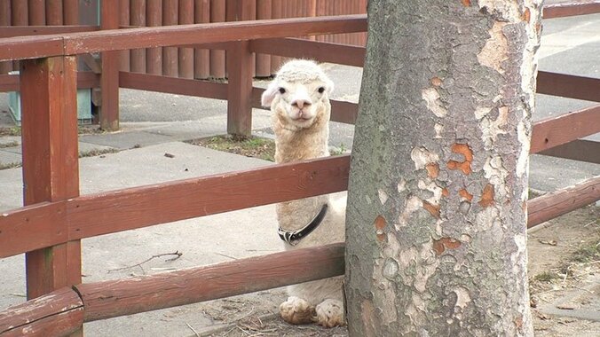 動物たちの可愛すぎる“食事タイム”に密着！ ホワイトタイガーこだわりのディナーとは？ 7枚目