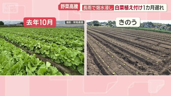 全く違う畑の状況