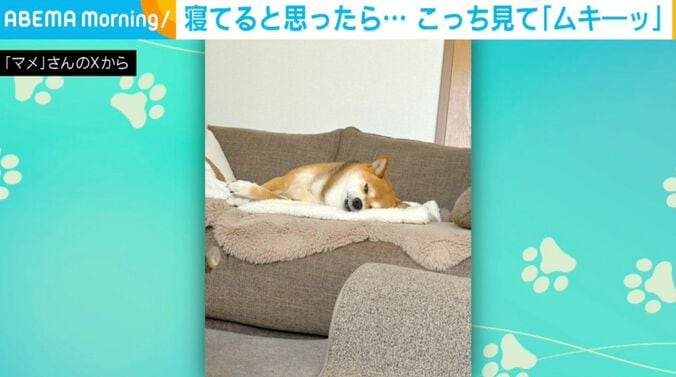 柴犬のまめちゃん