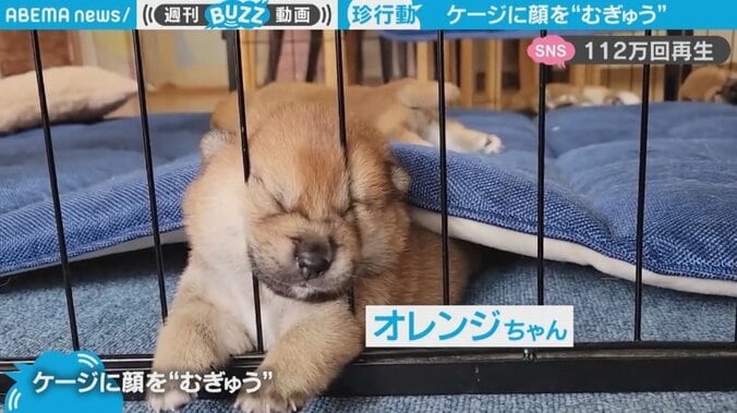 ケージに顔を“むぎゅ”とする柴犬の赤ちゃん 飼い主の制止をよそに全力“むぎゅ”で「全部が尊い」の声 1枚目