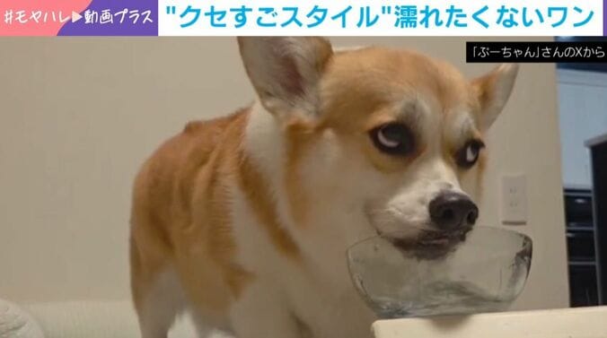ぷりん姫ちゃん