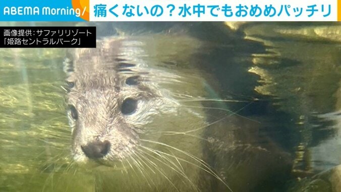 カワウソの目にある“特殊能力”が話題 水中での驚きの姿に反響続々「すごい機能」「天然ゴーグル」 1枚目