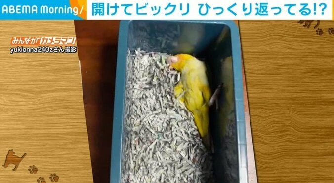 睡眠中“無防備すぎる寝相”のインコ 巣箱での衝撃的な姿に「嘘やん!?」「鳥であること忘れてるな」と反響 1枚目