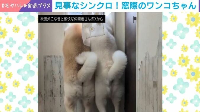 クルミちゃんとカナちゃん