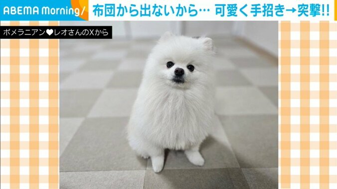 ポメラニアンのレオくん