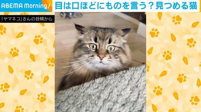 猫「どうして…僕のご飯食べてる」大好きなおやつを食べられた“驚愕した表情”に「目は口ほどに物を言う」と反響続々 1枚目